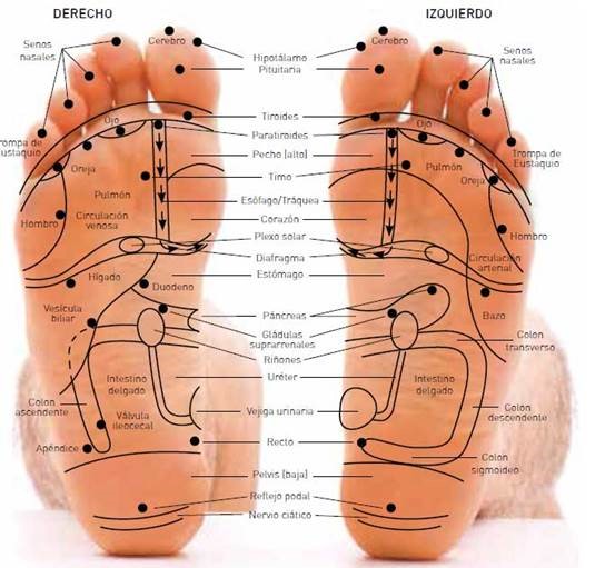 reflexolog&iacute;a podal