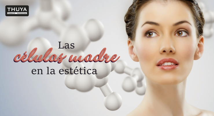 Las células madre en la estética